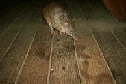 Otus ruokalassa