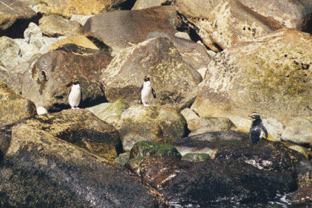 Crested Pinquins